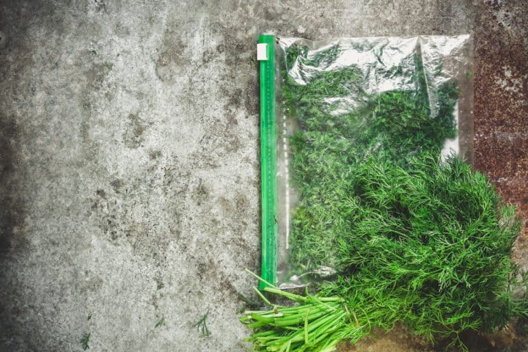 A bundle of dill inside a Ziploc bag, Are Ziploc Bags Airtight? [And how to make them so]