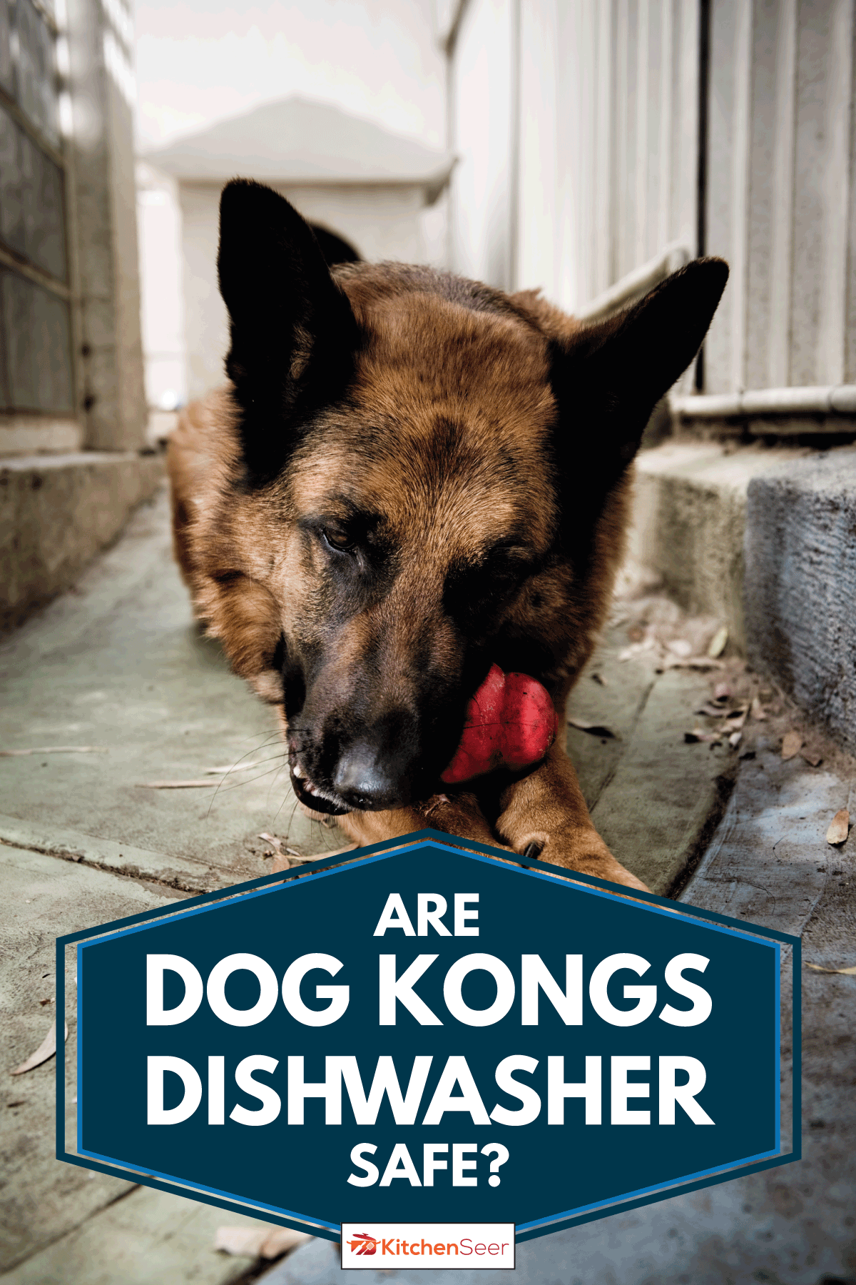 German Shepherd dog chewing dirty chew Dog Kong toy, Are Dog Kongs Dishwasher Safe?