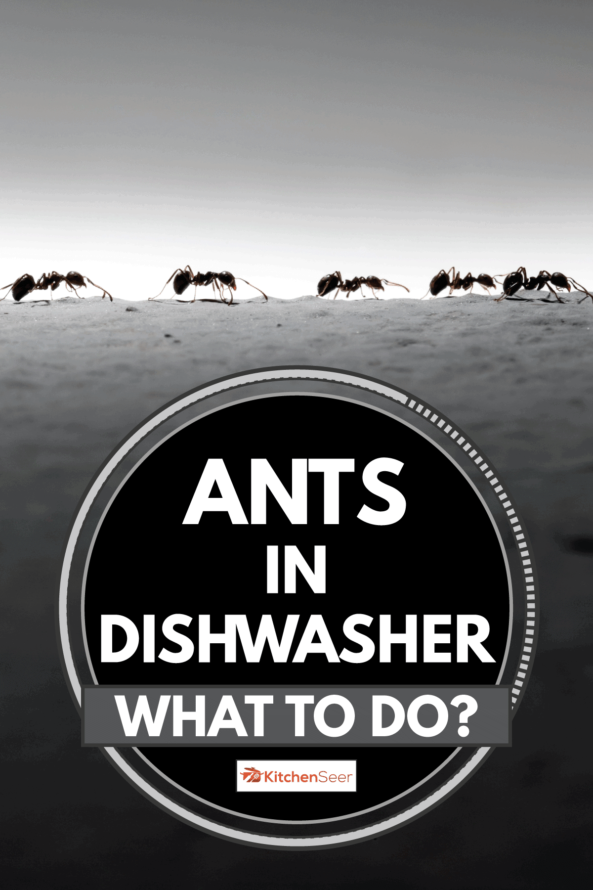Close up photo of ants marching together, Ants In Dishwasher - What To Do?
