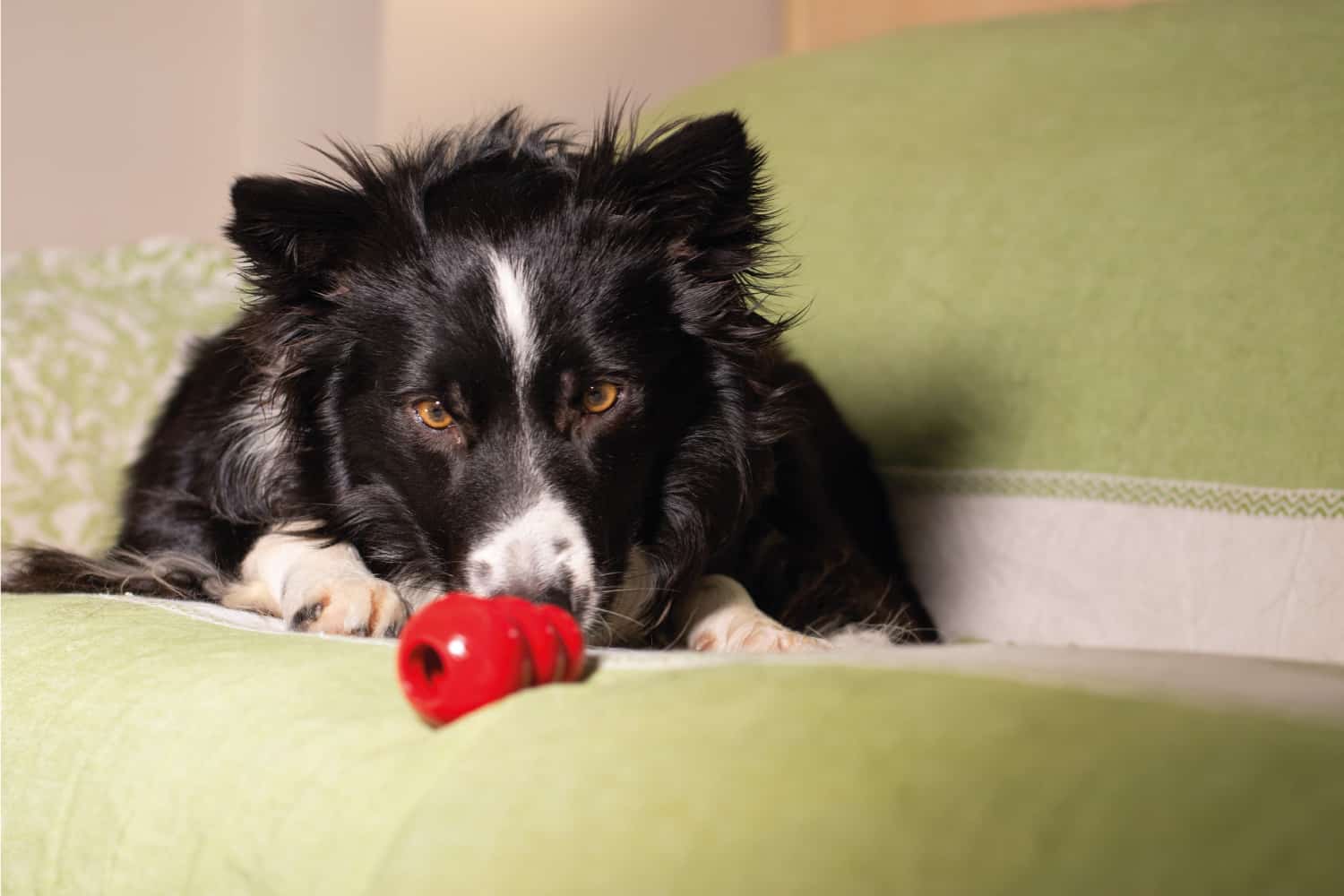 border collie puppy stares at his Kong on the couch