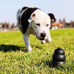 Dog chasing dog kong in park grass, Are Dog Kongs Dishwasher Safe?