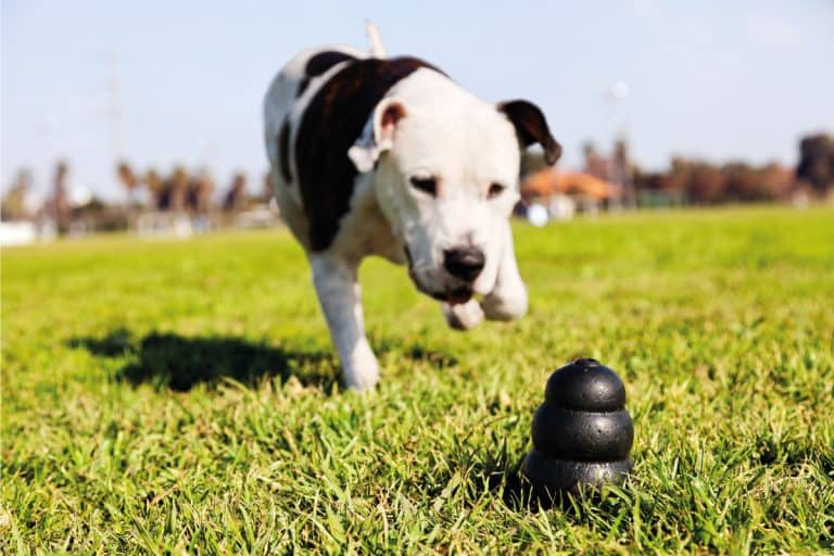 Dog chasing dog kong in park grass, Are Dog Kongs Dishwasher Safe?