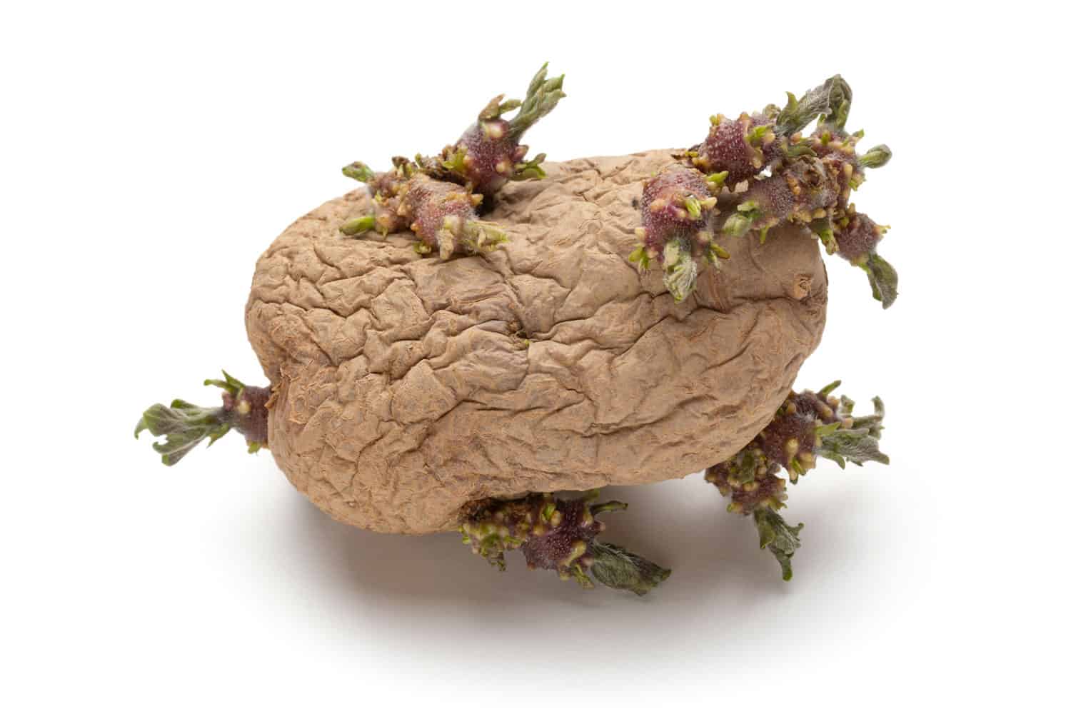 Sprouted potatoes on a white background