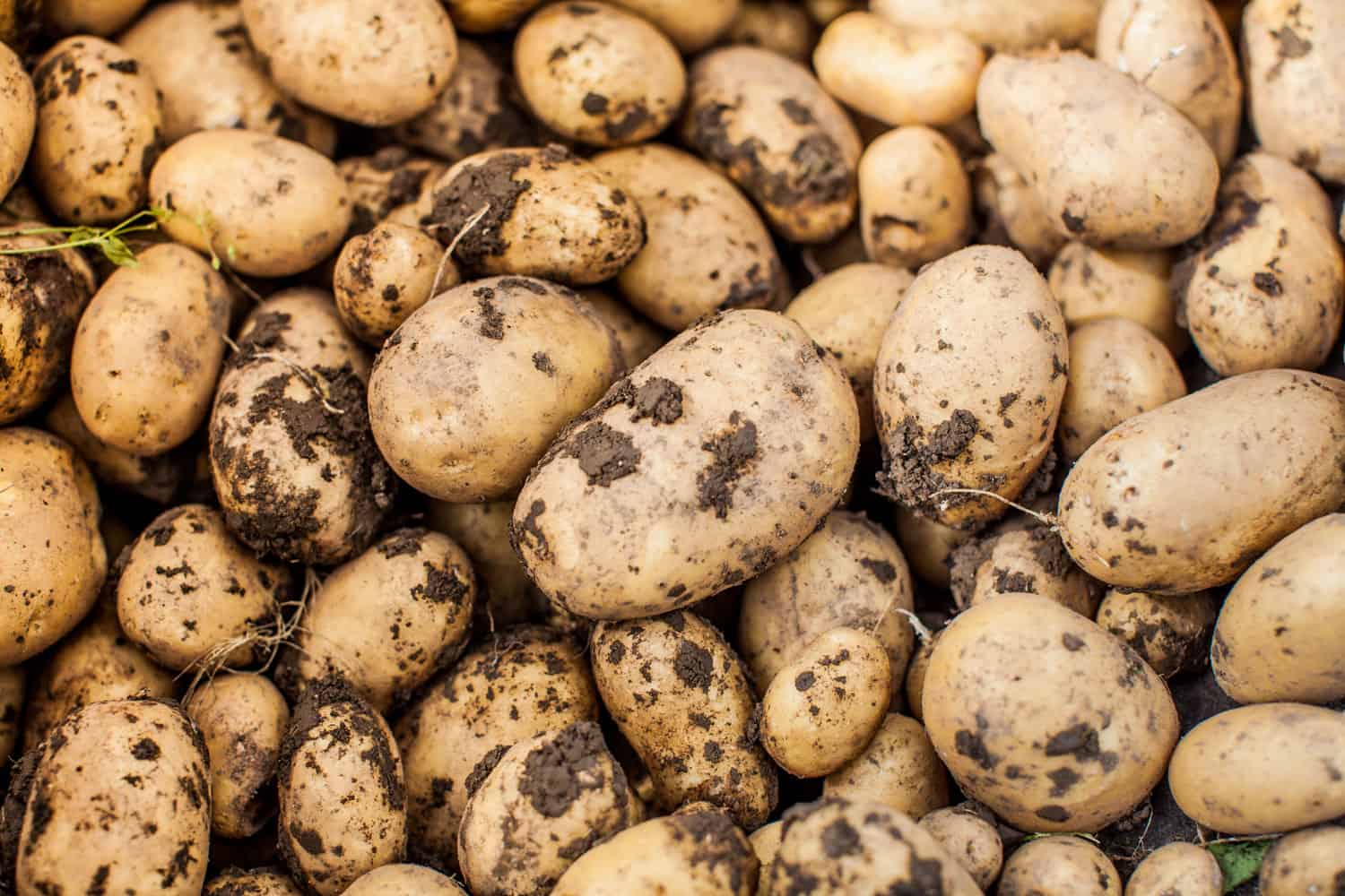Newly harvested potatoes
