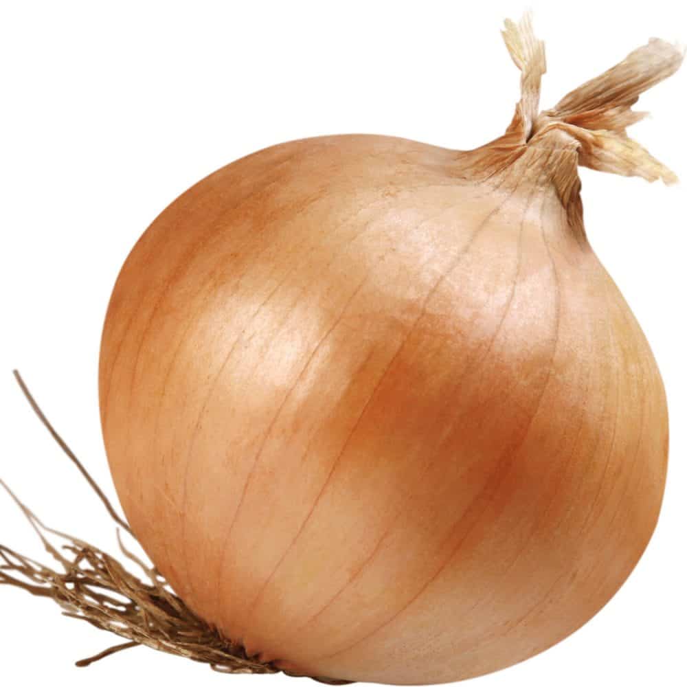 An up close photo of an onion