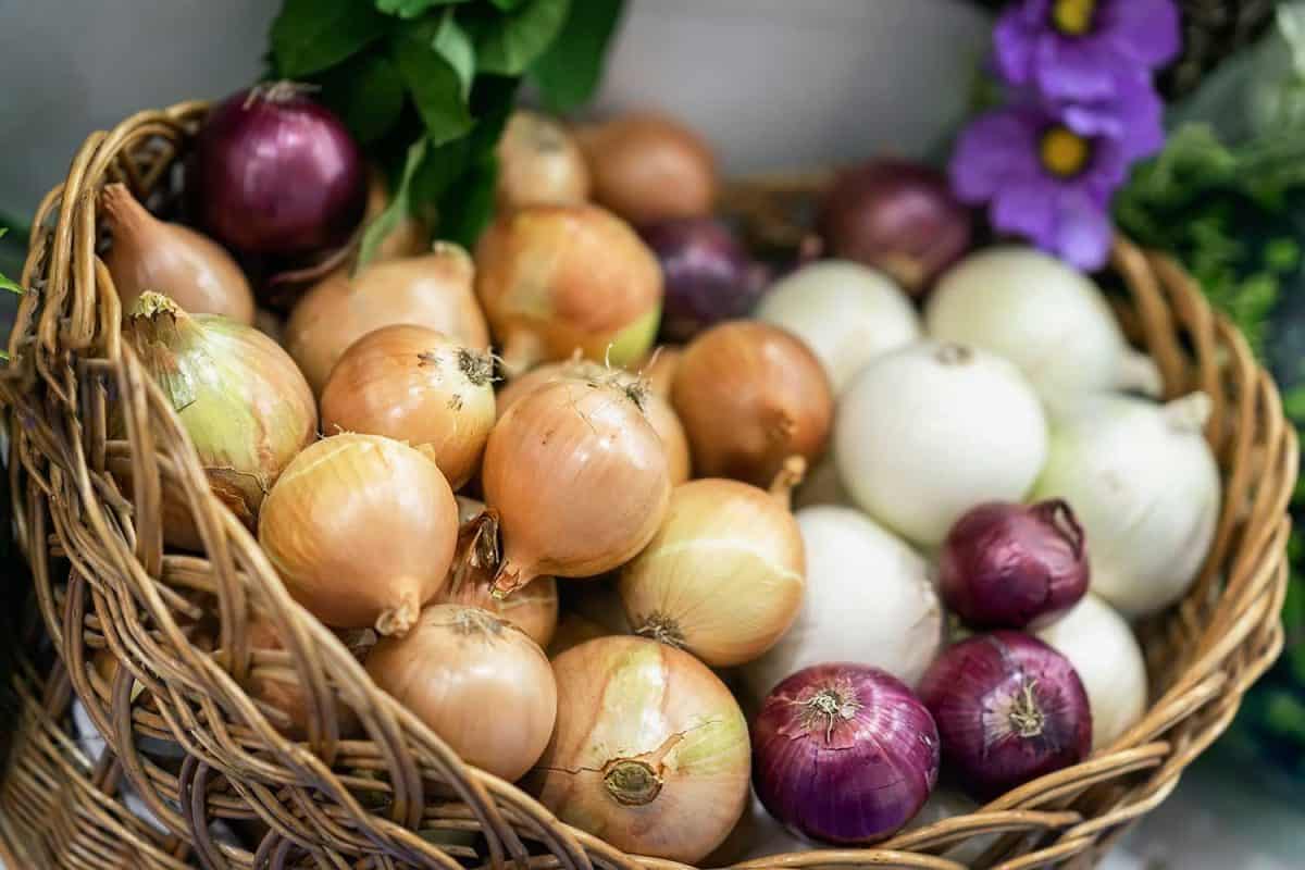Assorted onions of different varieties in a basket