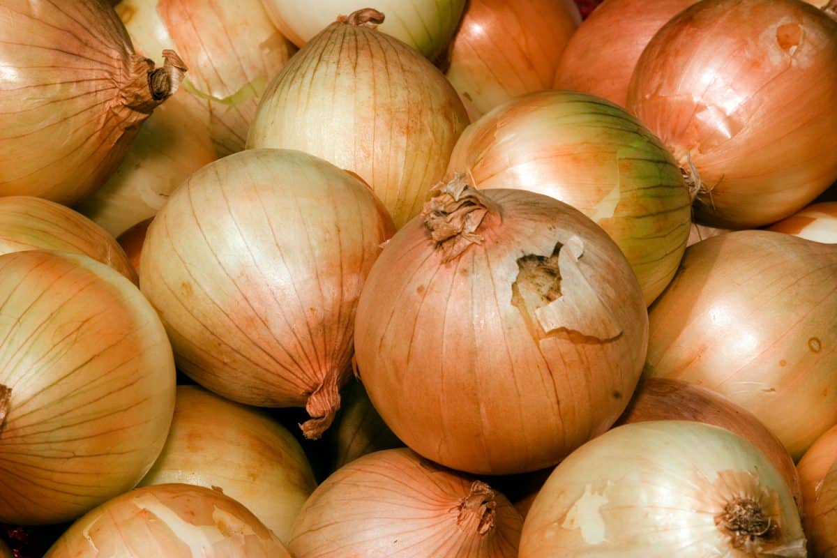 Different sizes of white onions