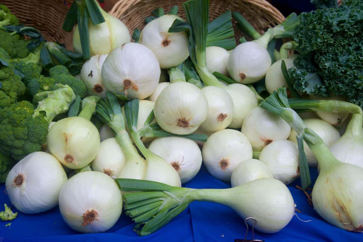 Freshly harvested onion