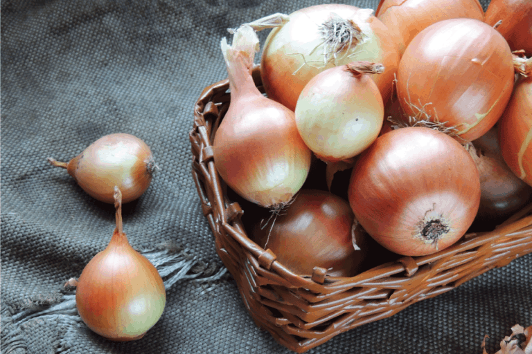 Golden onion bulbs in a wicker basket. Should You Wash An Onion