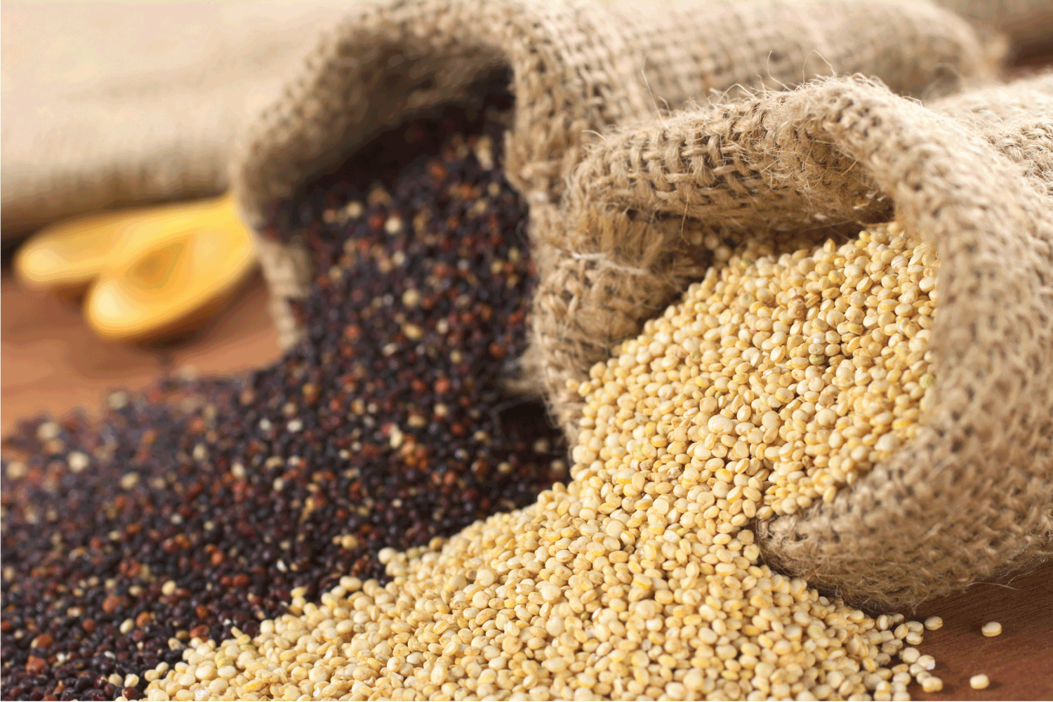 Raw Quinoa Grains in Jute Sack