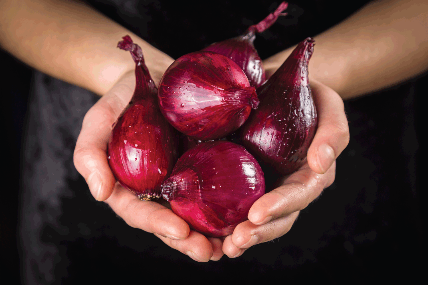 Wet red onion bulbs in woman hands with water drops