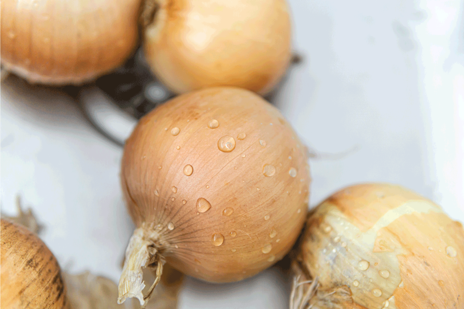 White Onions washed in a kitchen sink