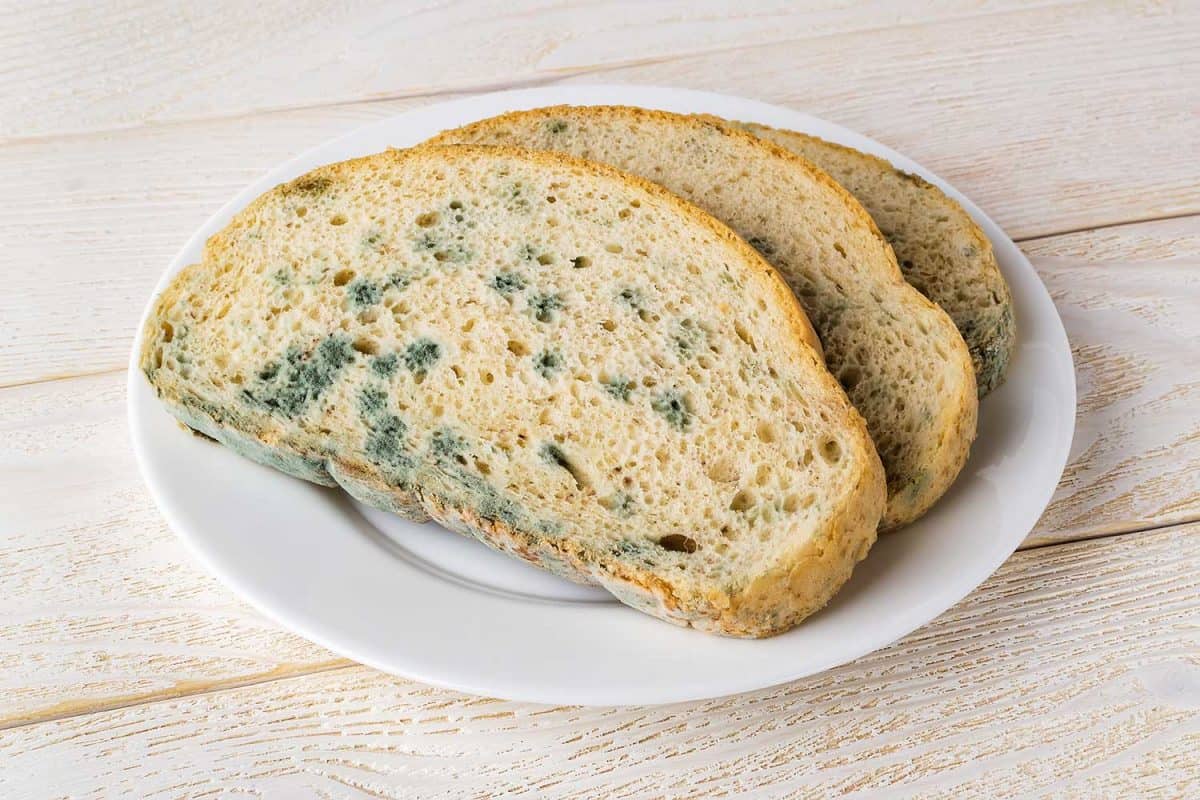 Slices of stale bread with green mildew on a white saucer over white wooden table