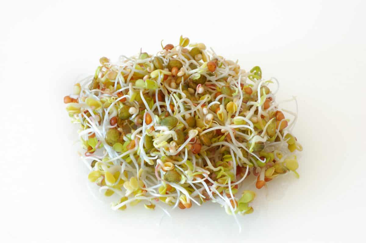 Sprouted seeds of quinoa, white radish and lentils .