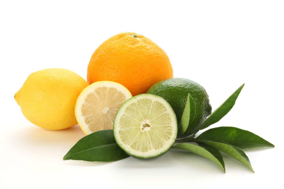 Citrus fruits placed on a white background