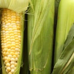 Sweet corn on the cob with one stalk peeled, How Long Does Corn On The Cob Last?