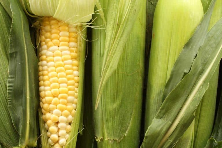 Sweet corn on the cob with one stalk peeled, How Long Does Corn On The Cob Last?