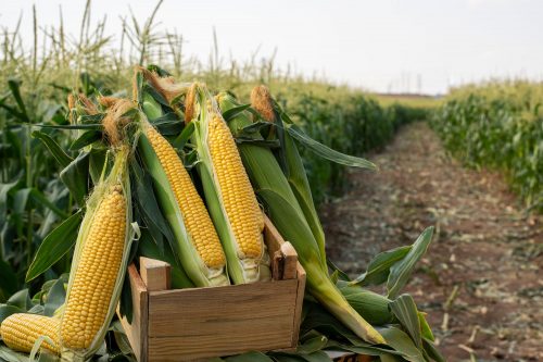 Read more about the article Do You Have To Wash Corn On The Cob?