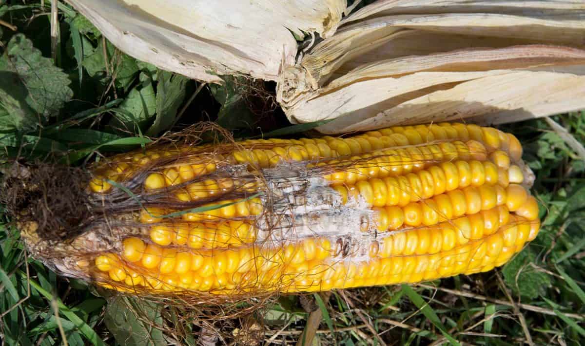 Top view of a rotten corn