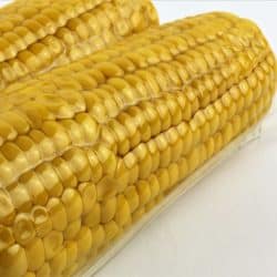 Vacuum sealed fresh corncobs for sous vide cooking cutout on white, close up