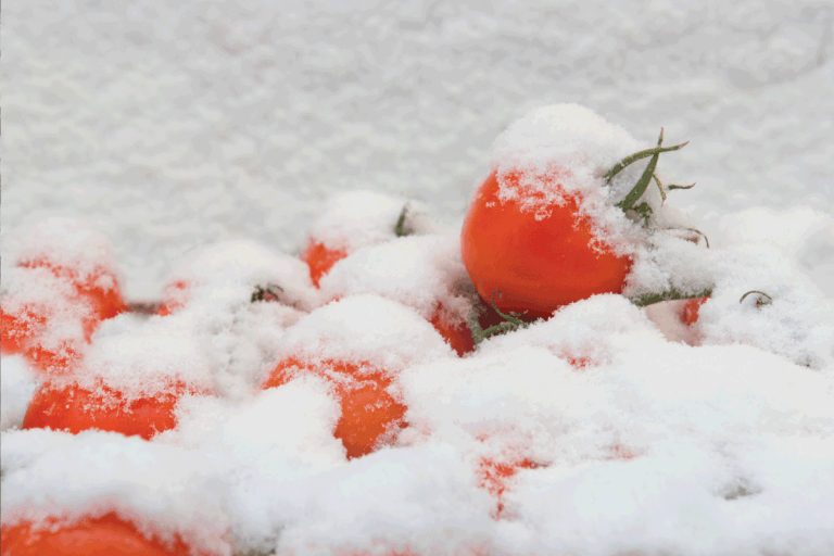 tomatoes on fine ice. Can You Refreeze Tomatoes