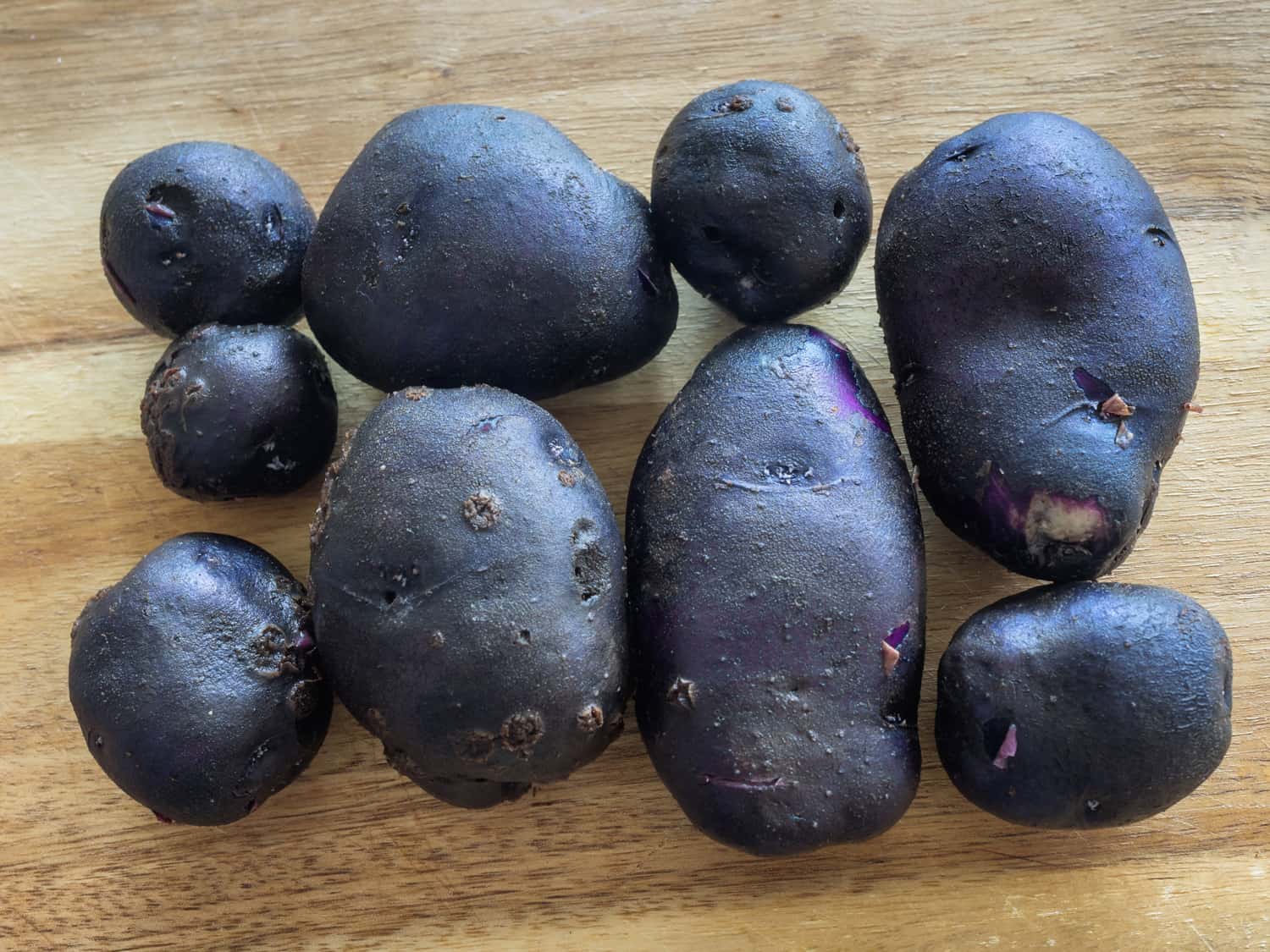 Blue potatoes all fresh from the garden