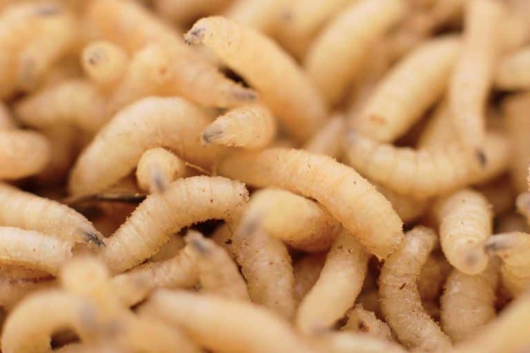 Macro maggots in a container, How To Get Rid Of Maggots On The Kitchen Floor