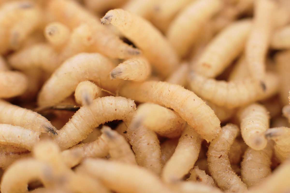 Macro maggots in a container