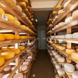 Aging old cheese in the factory, Does Cheese Always Age Well Or Does It Go Bad Eventually? [According To Type Of Cheese]