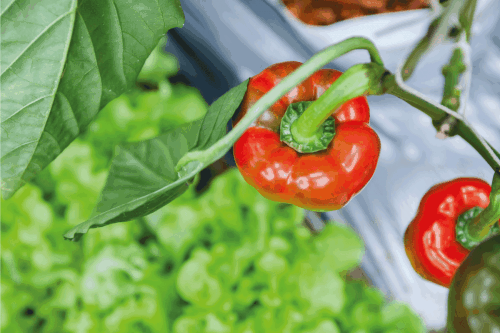 Read more about the article Can You Eat Bell Pepper Seeds?