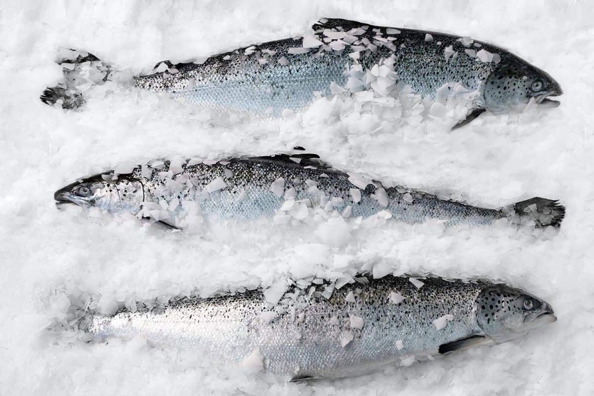 Fresh Norwegian salmon on ice