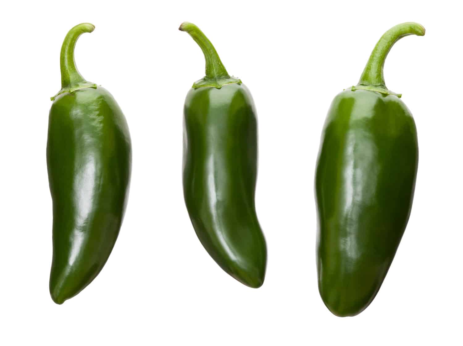 Three perfect fresh jalapeno chilis isolated on a white background