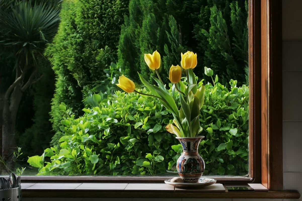 Yellow tulips at kitchen window