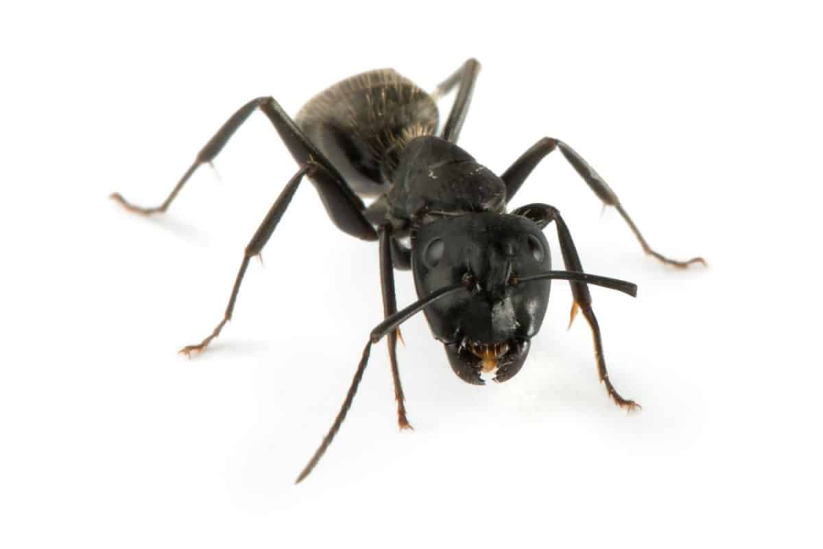 An up close photo of a black ant on a white background