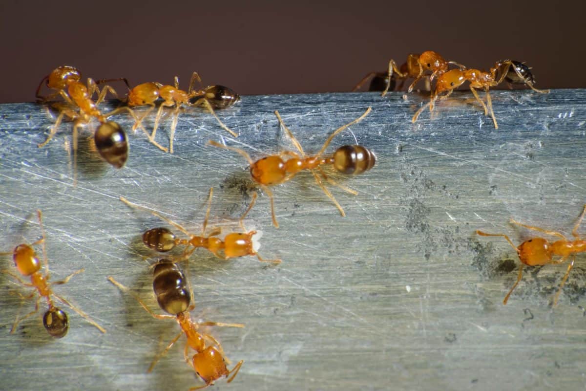 An up close photo of a colony of pharaoh ants