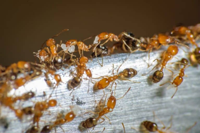An up close photo of big pharaoh ants carrying sugar to the queen, How To Get Rid Of Ants On Kitchen Counters