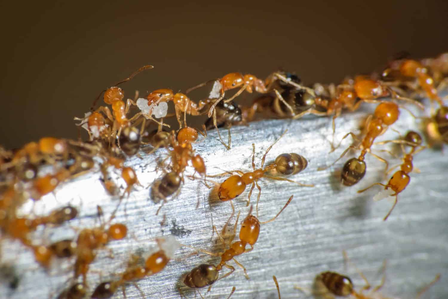 Get Rid Of Ants On Kitchen Counters