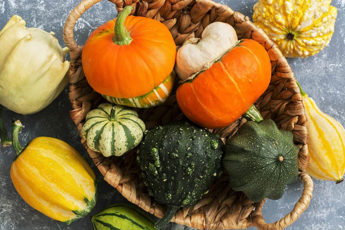Close-up of a variety of colorful pumpkins in a basket on a gray background. View from above, flat lay.