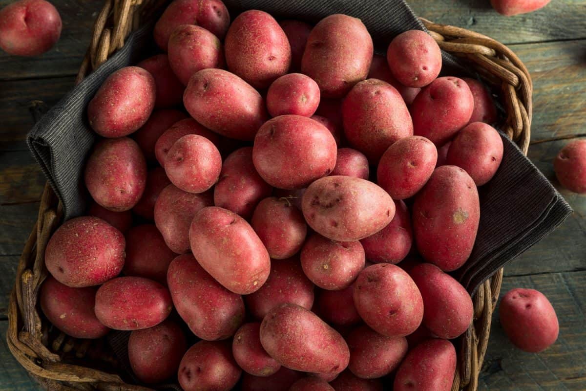 Fresh red potatoes in a basket