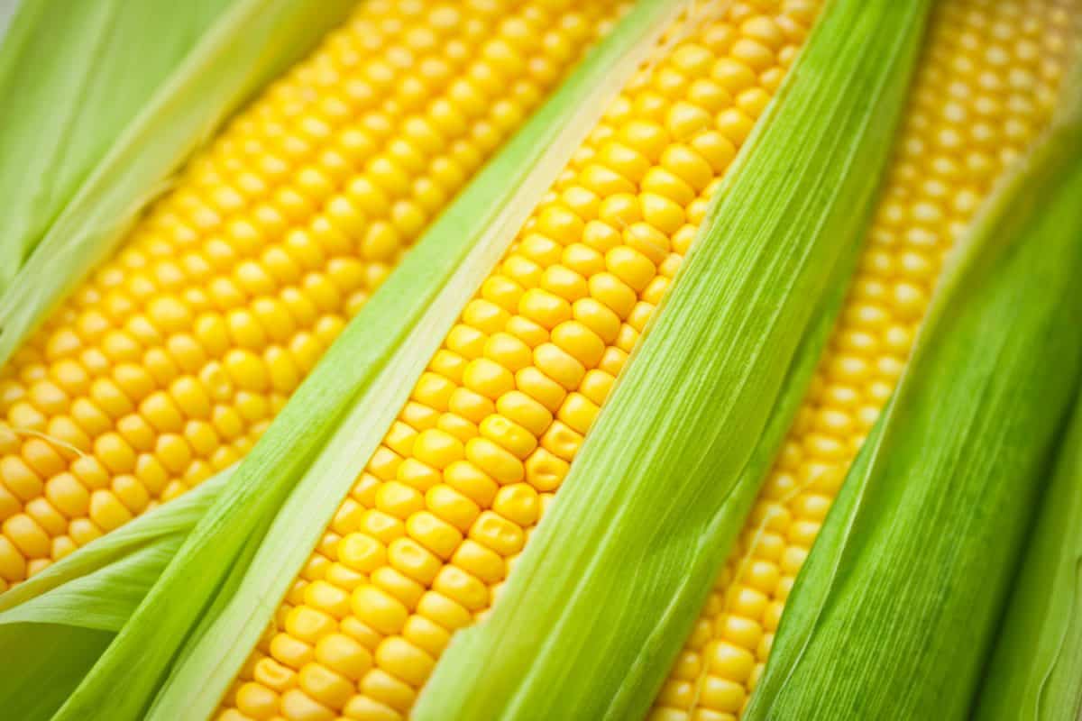 Freshly harvested corn peeled and photographed up close