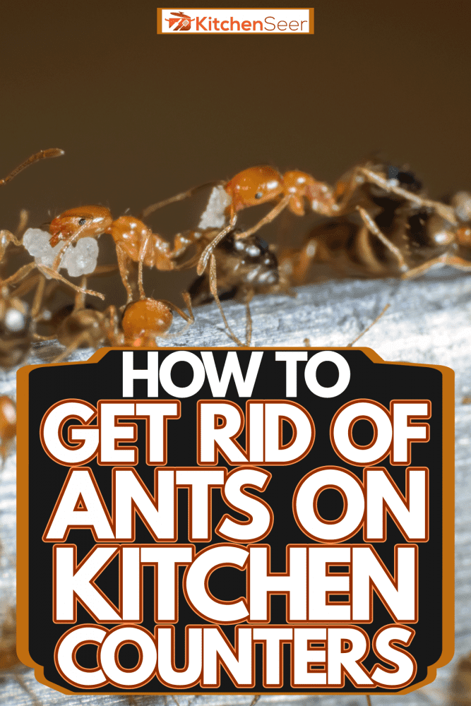 An up close photo of big pharaoh ants carrying sugar to the queen, How To Get Rid Of Ants On Kitchen Counters