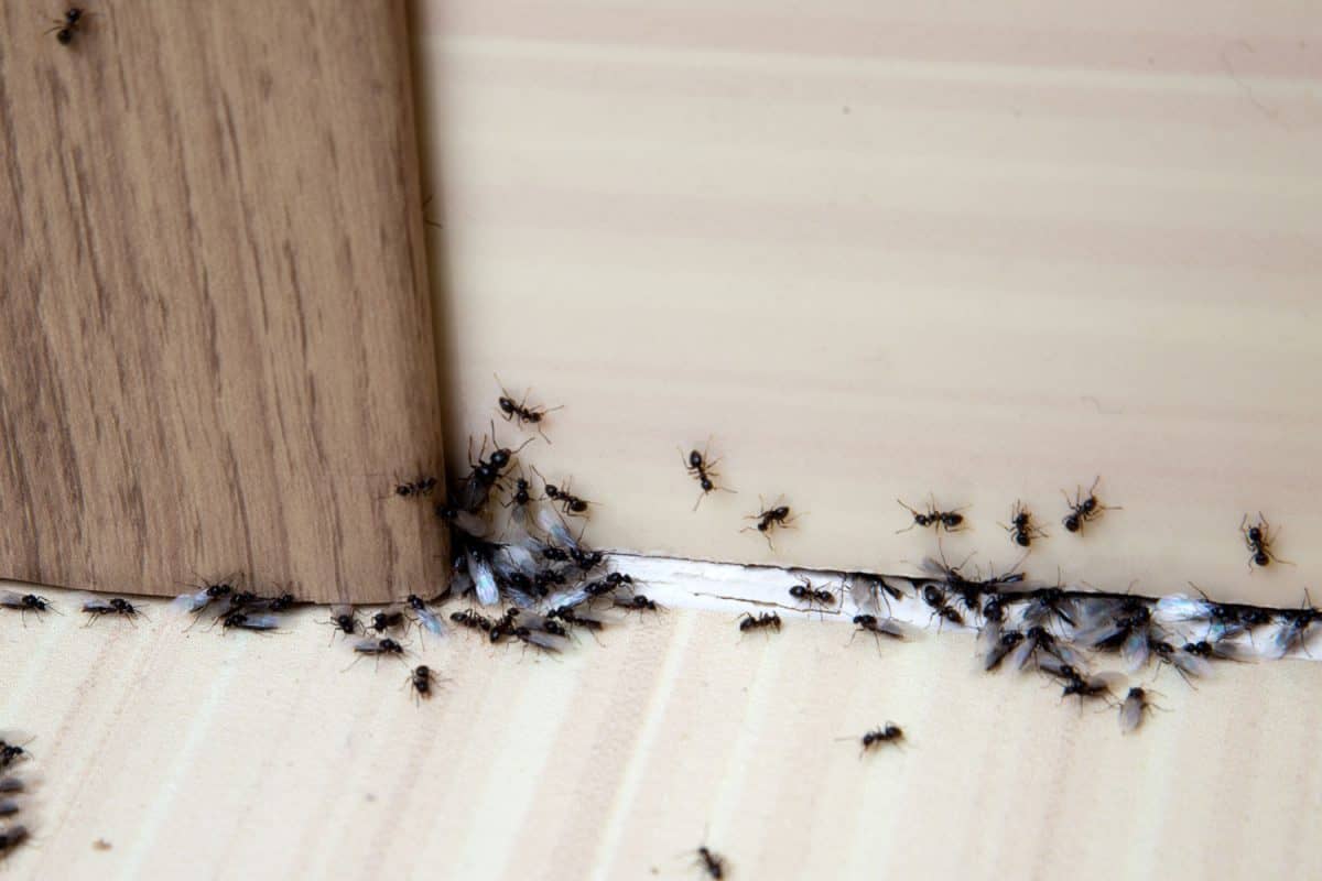 Huge black ants crawling on the kitchen floor
