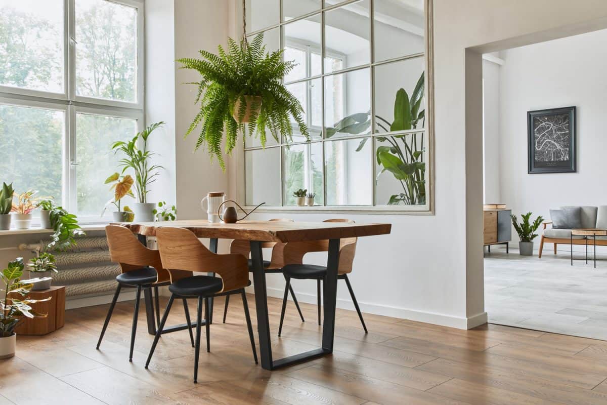 Stylish and botany interior of dining room with design craft wooden table, a lof of plants and elegant accessories in modern home decor.