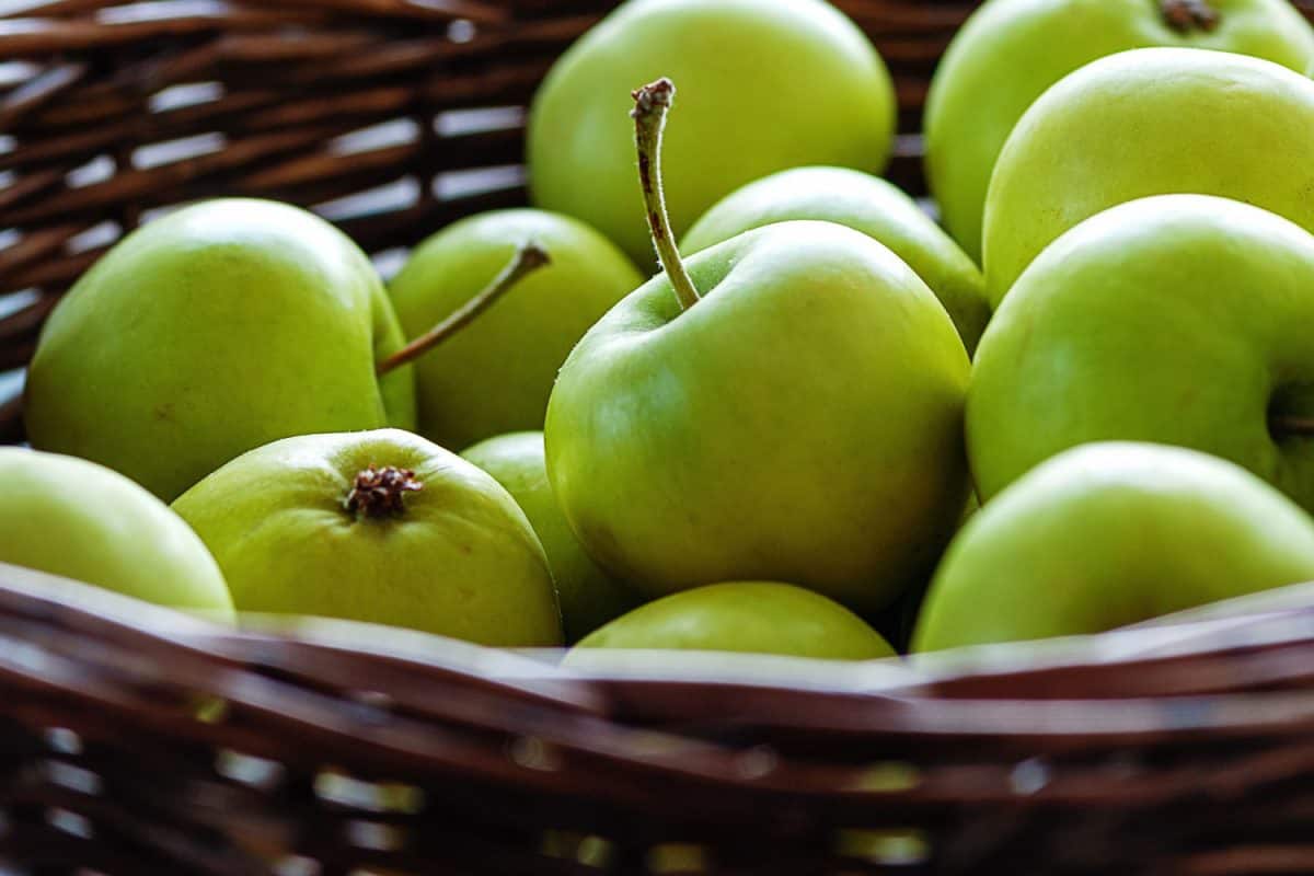 A basket full of newly harvested green apples