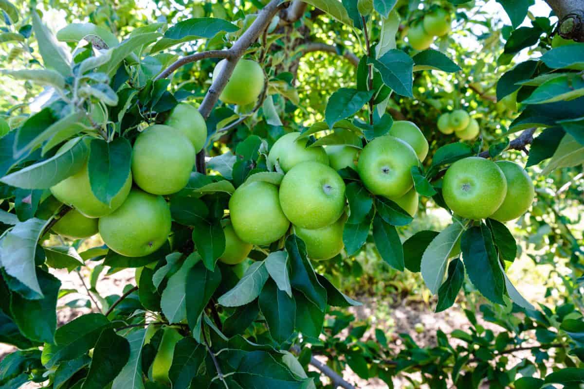 A branch full of fully grown Granny Smith apples
