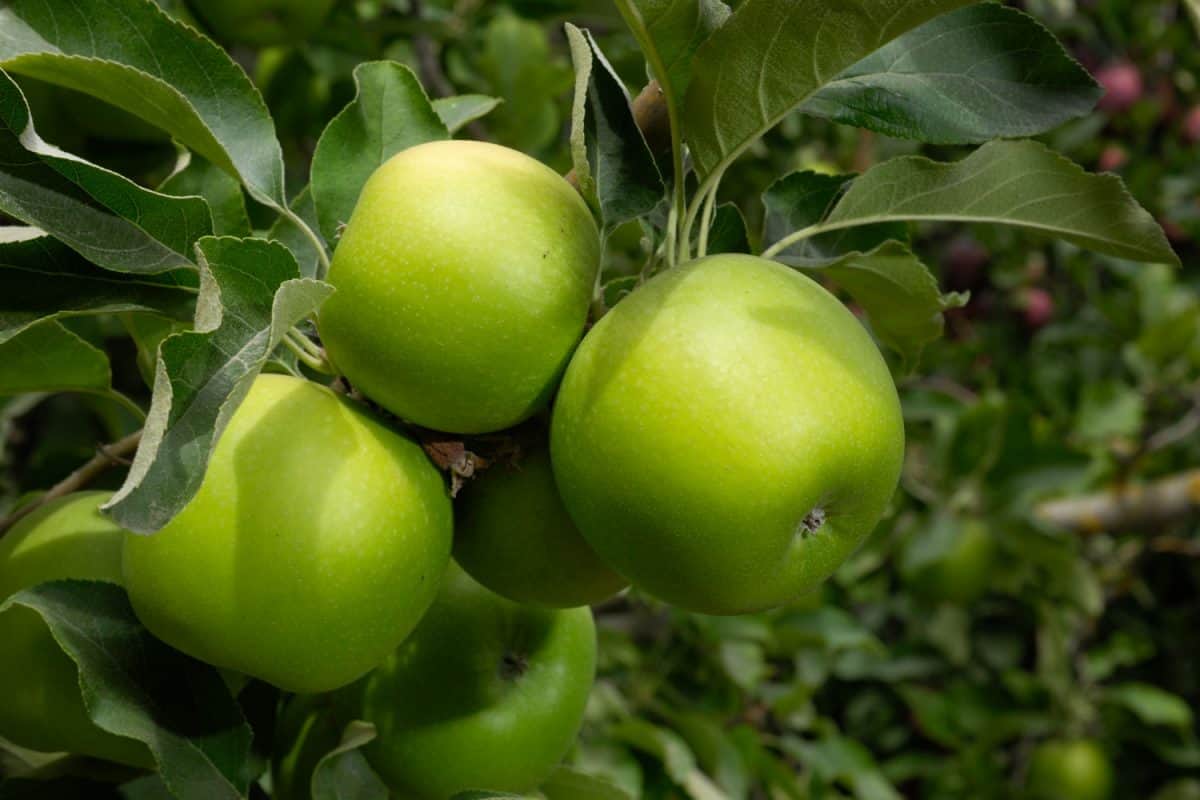 A bunch of healthy green apples on an apple tree