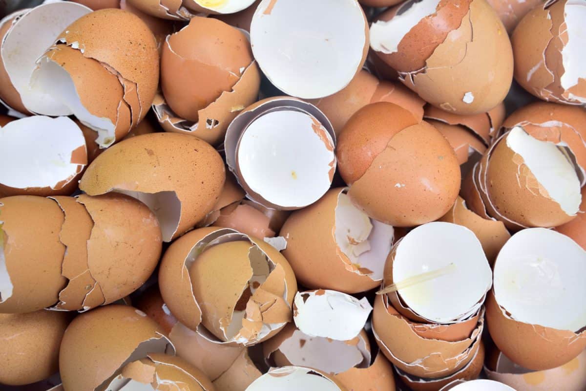 A pile of cracked egg shells