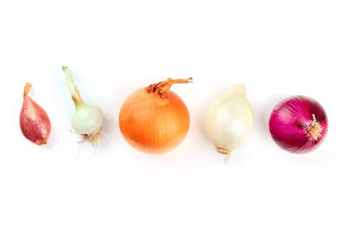 An assortment of various types of onions, shot from the top on a white background