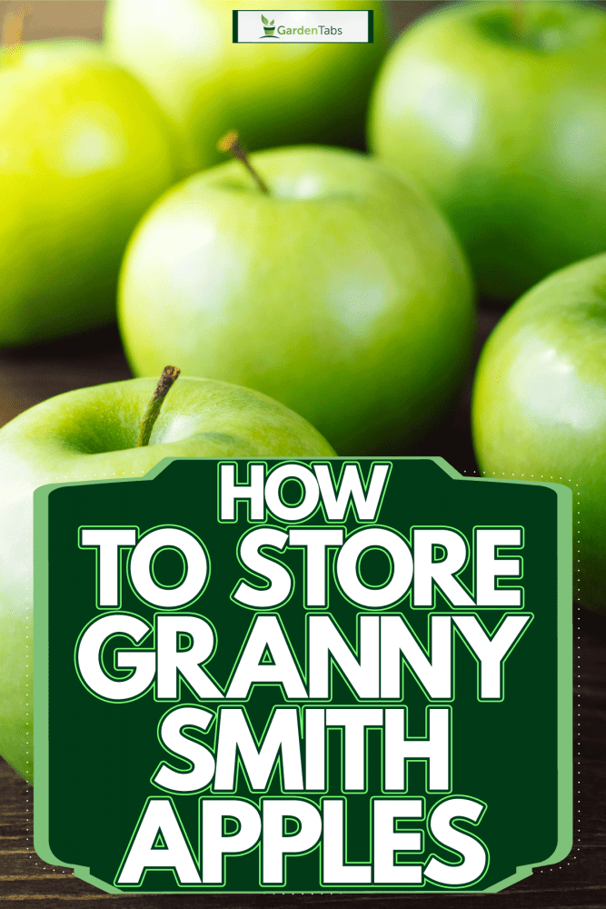 A branch full of fully grown Granny Smith apples, How To Store Granny Smith Apples