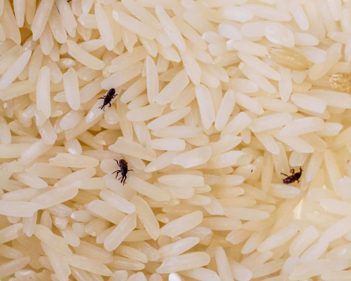 Weevils on grains of rice
